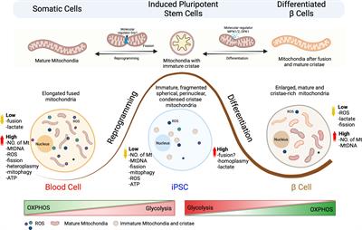 Mitochondrial regulation in human pluripotent stem cells during reprogramming and β cell differentiation